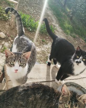 Gatte