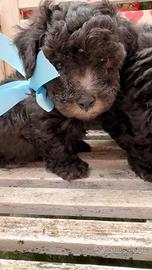 Barboncino Toy Silver