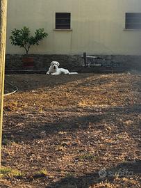 Cucciolo pastore maremmano abruzzese