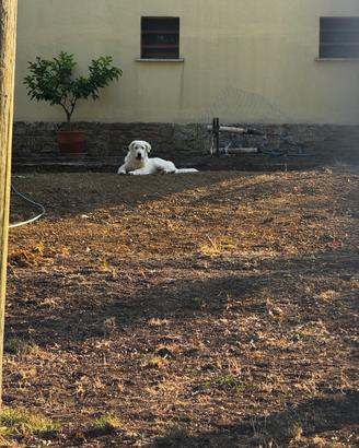 Cucciolo pastore maremmano abruzzese