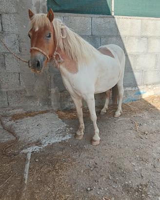 pony femmina 