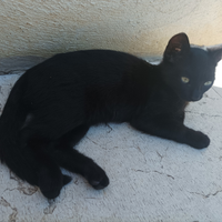 Dolce gattino