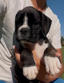 Boxer