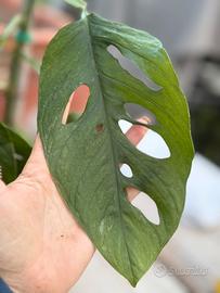 Pianta Monstera Adansoni mint