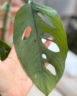 Pianta Monstera Adansoni mint