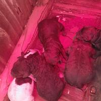 Cuccioli Lagotto Romagnolo