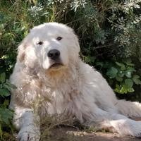 Cuccioli di Pastore Maremmano Abruzzese