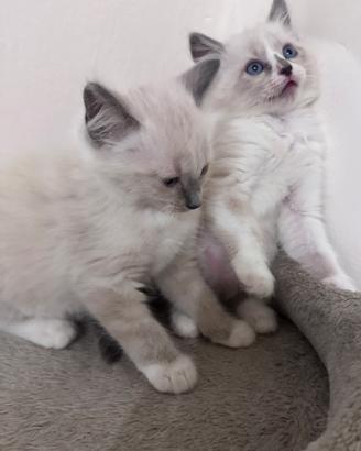 Ragdoll