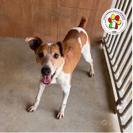 Maschio mix jack russel