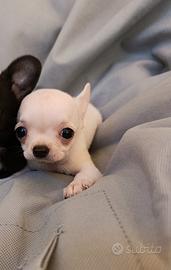 Chihuahua bianco