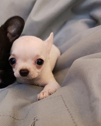 Chihuahua bianco