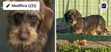 Bassotti a pelo duro