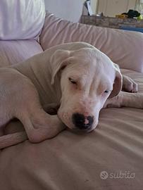 Dog argentino