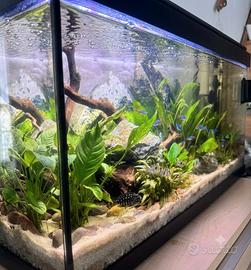 acquario 100 L