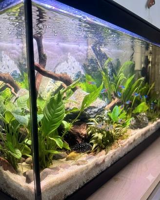 acquario 100 L