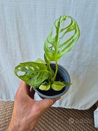 Monstera Adansonii + Adansonii Aurea