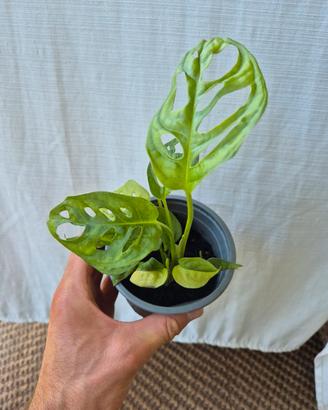 Monstera Adansonii + Adansonii Aurea