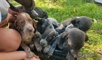 cuccioli da tartufi 