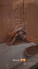 Rettili e ratti femmina