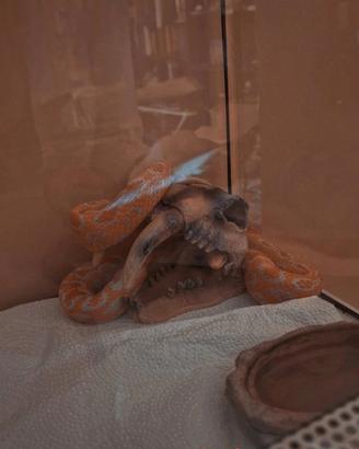 Rettili e ratti femmina