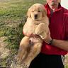 cuccioli-di-golden-retriever-americano