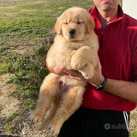 Cuccioli di golden retriever-americano
