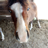 Cavallo