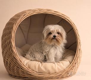 Maltese "Mini Toy" Coreani Disponibili Subito
