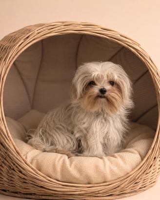 Maltese "Mini Toy" Coreani Disponibili Subito