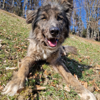 Lucky meraviglioso mix Lagorai