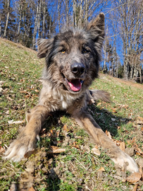 Lucky meraviglioso mix Lagorai