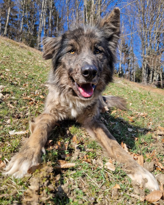 Lucky meraviglioso mix Lagorai