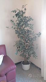 Grande Ficus Benjamina artificiale variegato