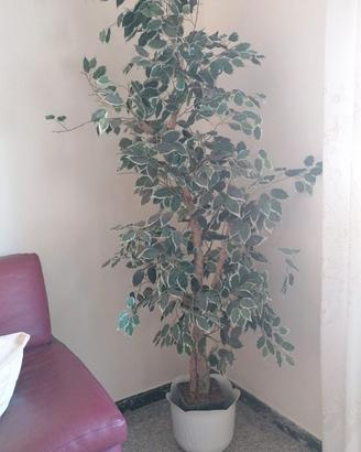 Grande Ficus Benjamina artificiale variegato circa