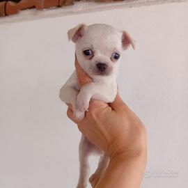 Chihuahua