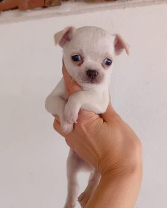 Chihuahua