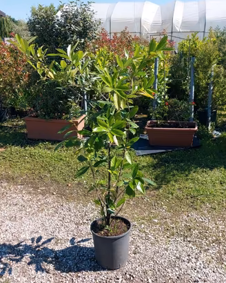 lauro ceraso