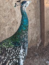 Coppia pavoni nigripennis