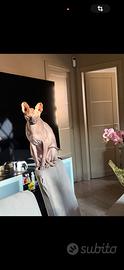 Sphynx