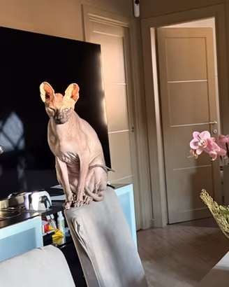 Sphynx