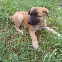 Cuccioli pastore Belga malinois/abruzzese