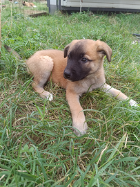 Cuccioli pastore Belga malinois/abruzzese