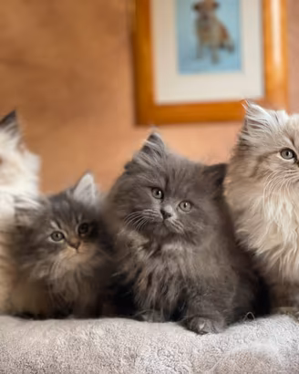 Cuccioli di gatto siberiano e Neva masquerade