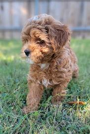 Barboncini toy & maltipoo cuccioli italiani