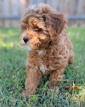 Barboncini toy & maltipoo cuccioli italiani