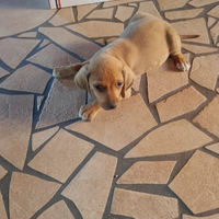 Canicuccioli di segugio appennino