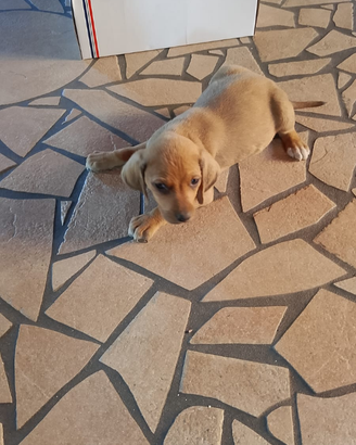 Canicuccioli di segugio appennino