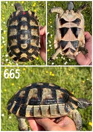 Testudo marginata sarda tartaruga terra testuggine