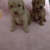 Cuccioli di barboncino