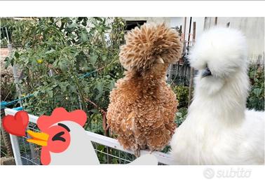 Galline ornamentali